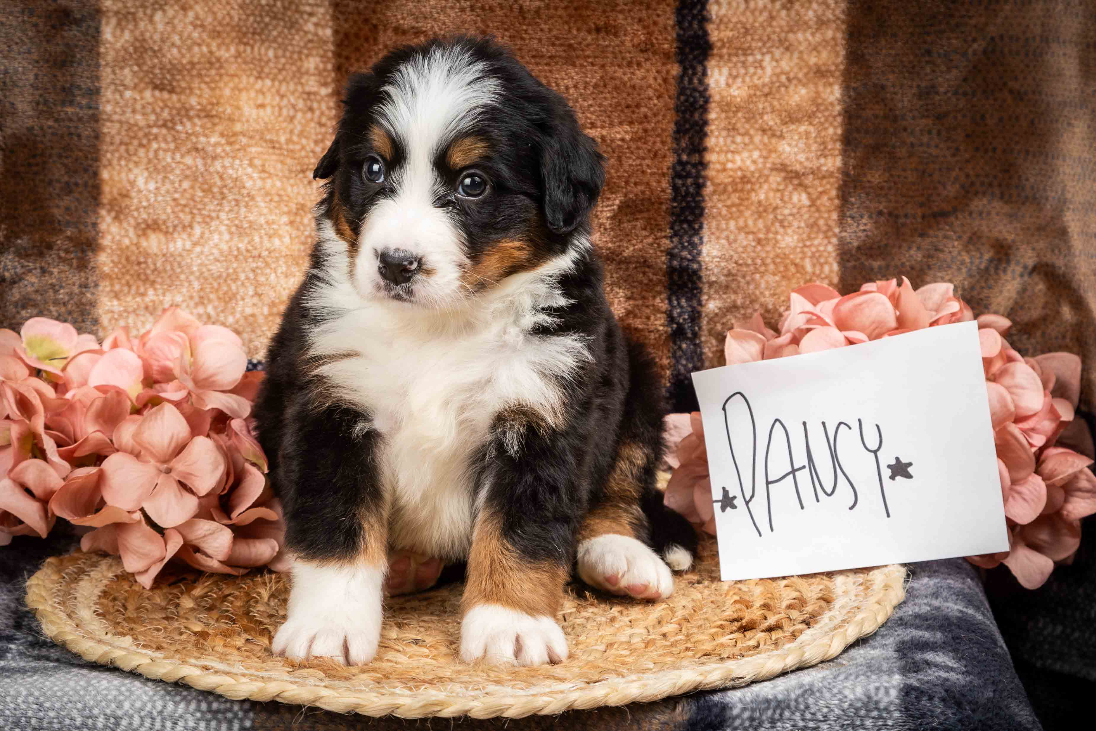 puppy, for, sale, Bernese Mountain Dog, Emanuel  Glick, dog, breeder, Bird-In-Hand, PA, dog-breeder, puppy-for-sale, forsale, nearby, find, puppyfind, locator, puppylocator, aca